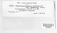 Gymnosporangium sabinae image